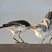 Northern Mockingbird
